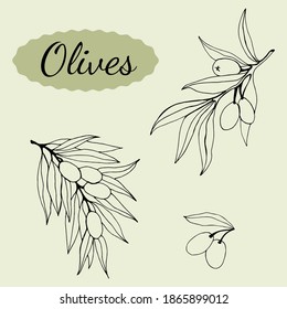 Vector olive branch hand drawn sketch. Set of olive branch illustrations. Design elements for poster, label, emblem, sign, banner. Vector illustration.