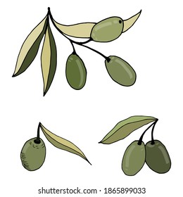 Vector olive branch hand drawn sketch. Set of olive branch illustrations. Design elements for poster, label, emblem, sign, banner. Vector illustration.