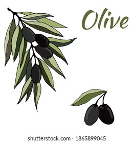 Vector olive branch hand drawn sketch. Set of olive branch illustrations. Design elements for poster, label, emblem, sign, banner. Vector illustration.
