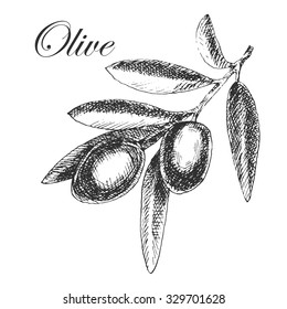 vector olive branch hand drawn sketch. detailed retro vintage botanical illustration