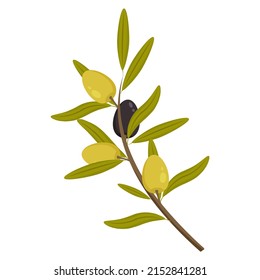 Vektor-Olivenzweig mit Blättern, grünen und schwarzen Früchten einzeln auf weißem Hintergrund. Botanische Illustration für Etikettenkosmetik, Küche und medizinische Produktion.