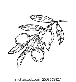 Arte de línea de rama de olivo de Vector sobre fondo blanco. Gran elemento botánico para su diseño.