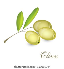 Vector olive branch with olives