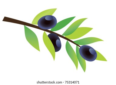 vector olive branch with olives