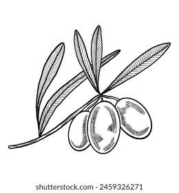 Vector olive branch with olives and leaves. Hand drawn olive tree. Olive outline drawn in ink