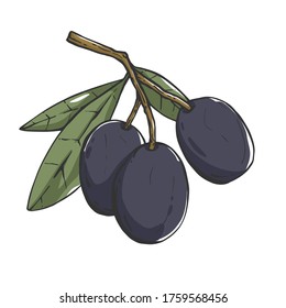Vector olive branch on white background
