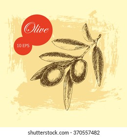 vector olive branch sketch drawing. detailed retro vintage botanical template