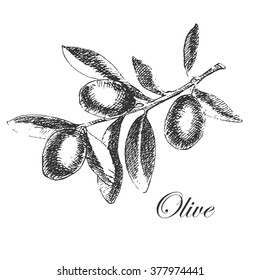 vector olive branch sketch drawing