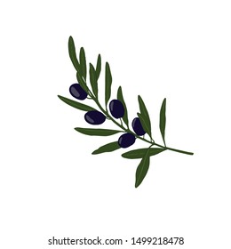 Vector olive branche. Hand drawn vector illustration.