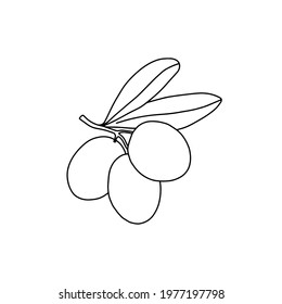 Vector olive branche. Hand drawn outline illustration.