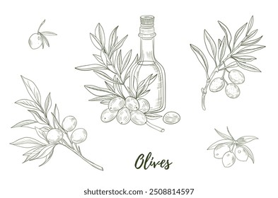 Vector olive oil bottle with olives and olive branch line art illustration, graphic line art. Elegant line botanical illustration. Great for any designs, textile, art, walls, package