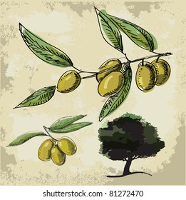 Vector Olive oil (tree, branch)
