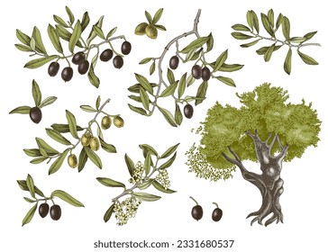 Vector olive set isolated on white