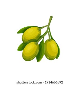 Vector olive sprig. Vegetable illustration for farm market menu. Healthy food design