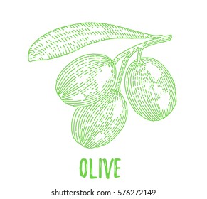 Vector olive tree branch