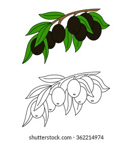 Vector of olive tree branch, coloring olives