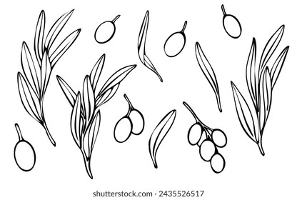 Rama de olivo vectorial con hojas y aceitunas de fruta. Ilustración floral de contorno pintado a mano, contornos sin relleno de color para logotipo, diseño de paquete, saludos, fondos de pantalla, impresión, tela.