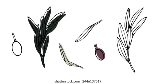 Vektorgrafik Olivenbaum Zweig mit Blättern und Oliven Obst. Handgemalte Umriss-Blumenillustration mit farbigem Hintergrund für Logo, Verpackungsdesign, Grüße, Bildschirmhintergründe, Druck, Stoff.