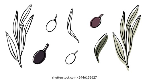 Vector olive tree branch with leaves and olives fruit. Hand painted outline floral illustration with color background for logo, package design, greetings, wallpapers, print, fabric.