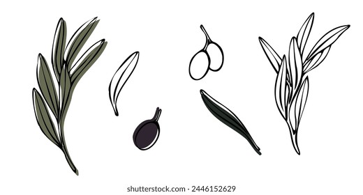 Vector de rama de olivo con hojas y aceitunas de fruta. Ilustración floral de contorno pintado a mano con fondo de color para logotipo, diseño de paquete, saludos, Fondos de pantalla, impresión, tela.