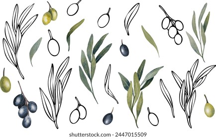 Vector de rama de olivo con hojas y aceitunas de fruta. Ilustración floral de contorno pintado a mano con Elementos de acuarela para logotipo, diseño de paquete, saludos, Fondos de pantalla, impresión, tela.