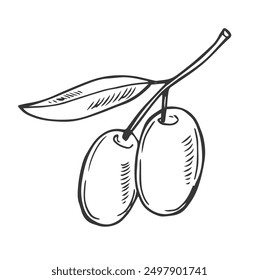 Vector olive tree branch with leaves and olives fruit. Hand painted outline floral illustration, contours without color fill for logo, package design, greetings, wallpapers, print
