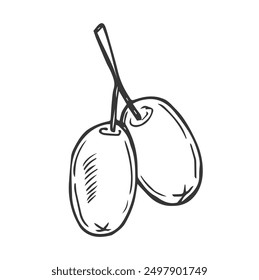 Vector olive tree branch with leaves and olives fruit. Hand painted outline floral illustration, contours without color fill for logo, package design, greetings, wallpapers, print