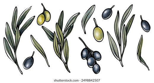 Vektor Olivenbaumzweig mit Blättern und Oliven Obst. Handgemalte Aquarell Blumengrafik für Logo, Verpackungsdesign, Grüße, Tapeten, Druck, Stoff.