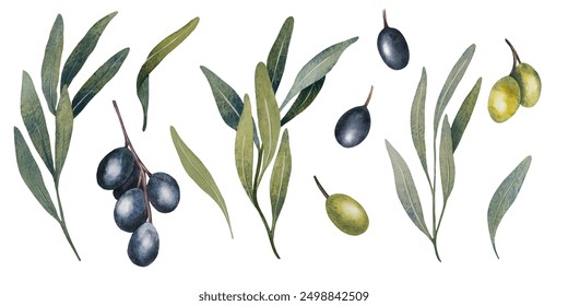 Rama de olivo de Vector con hojas y aceitunas frutales. Ilustración floral de acuarela pintada a mano para logotipo, diseño de paquete, saludos, Fondos de pantalla, impresión, tela.