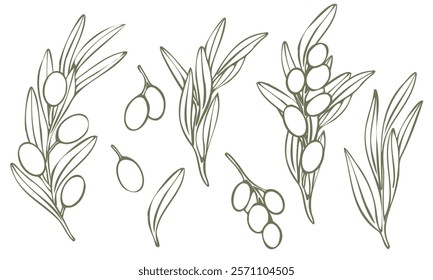 Vector olive tree branch with leaves and olives fruit. Hand drawn outline floral illustration, contours without color fill for logo, package design, greetings, wallpapers, print, fabric