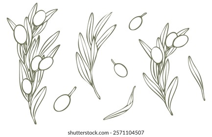 Vector olive tree branch with leaves and olives fruit. Hand drawn outline floral illustration, contours without color fill for logo, package design, greetings, wallpapers, print, fabric