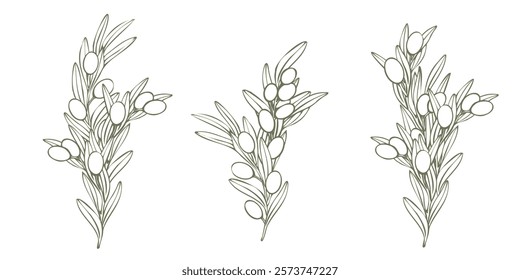 Vector olive tree branch with leaves and olives fruit. Hand drawn outline floral illustration, contours without color fill for logo, package design, greetings, wallpapers, print, fabric