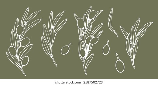 Vector olive tree branch with leaves and olives fruit. Hand drawn outline floral illustration, contours without color fill for logo, package design, greetings, wallpapers, print, fabric