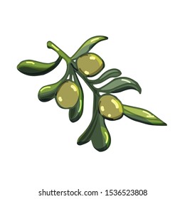 Vector olive tree illustration isolated on white. Fresh, tasty and shiny botanical design element for printing, cards.