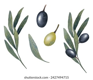 Vector hojas de olivo, rama, acuarela verde y negro aceitunas fruta aislado sobre fondo blanco. Ilustración floral pintada a mano para papelería de boda, saludos, fondos de pantalla, impresión, tela.