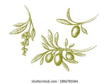 Vector olive vintage set. Hand drawn branch, green leaves, ripe fruit, flowers in bloom isolated on white background. Botanical sketch illustration. Bio oil. Greek harvest