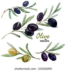 vector, olive, watercolor, set meal