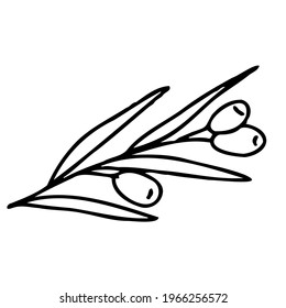 Vector olives in doodle style. Olives on a branch.