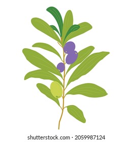 vector olives, olives in flat and cartoon style on white background, simple illustration of food and cooking