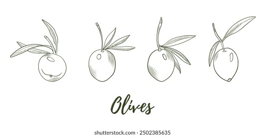 Vector olives set line art illustration, graphic line art. Elegant line botanical illustration. Great for any designs, textile, art, walls, package