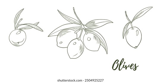 Vector olives with stem line art illustration, graphic line art. Elegant line botanical illustration. Great for any designs, textile, art, walls, package