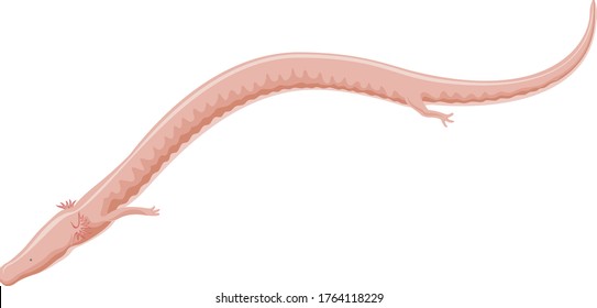 Vector Olm Or Proteus - Cave Quatic Salamander