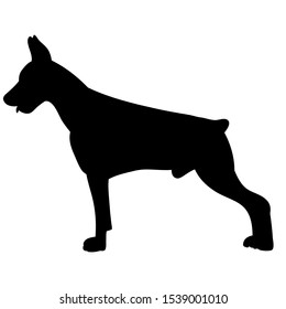 vector, on a white background, black silhouette of a dog standing