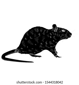 vector, on a white background, black silhouette of a rat, mouse