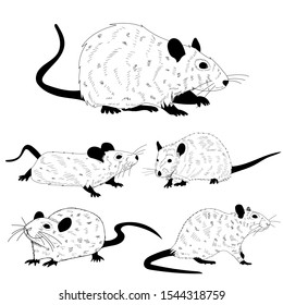 vector, on a white background, black and white silhouette of a rat, mouse, set