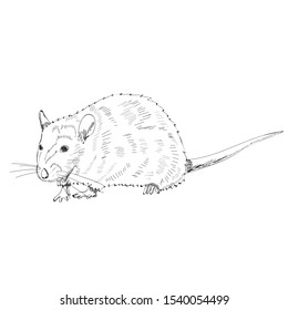 vector, on a white background, rat, mouse, sketch with lines