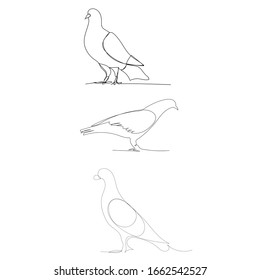 vector, on a white background, a single pigeon line drawing of a bird dove