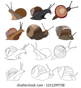 Vector, on white background, snail in realistic style, set, collection