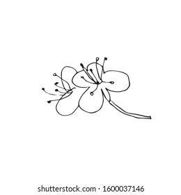 Vector one sakura. Black spring illustration flowers line art on a white isolated background. Design for weddings, prints, stickers, web, coloring, cards, layouts.