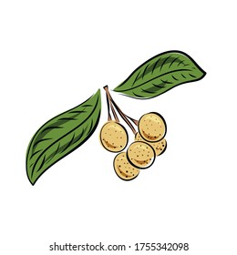 Vector ongan fruit isolated on white background. Botanical illustration in hand drawn style 